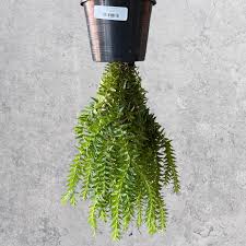 Image result for Huperzia phlegmaria