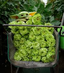 Maybe you would like to learn more about one of these? Jet Fresh Flowers Jetfreshflowers Twitter