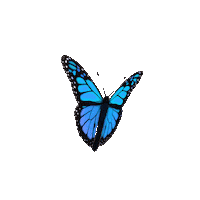 Butterfly animated gif transparent sumber flying butterfly gif animation gifs tenor sumber : Blue Butterfly Sticker By Originals For Ios Android Giphy