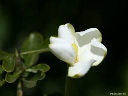 Image result for Gardenia cornuta