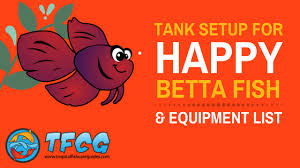Updated Best Betta Fish Tank Size For A Happy Betta Fish 2019