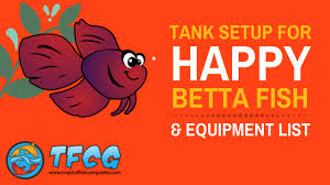 updated best betta fish tank size for a happy betta fish 2019