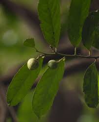 Image result for Rawsonia lucida