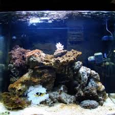 Dottyback Compatibility And Tank Stocking Advise Reef