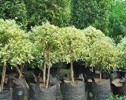 50+ tanaman bunga taman yang banyak dicari. 21 Tanaman Yang Biasa Ada Di Taman Dan Fungsinya