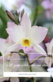 But if you want to cut it off for display purposes, you should do it carefully. Will Orchids Grow New Stems What You Need To Know Orchid Bliss
