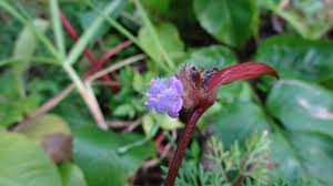 Image result for Cyanotis sp. aff. C. lapidosa