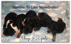Here is a list of our currently available cavalier king charles & cavapoo puppies. Bernedoodle Puppies Available For Sale In Greenbrier Arkansas Classified Americanlisted Com