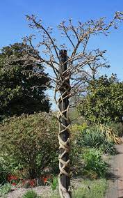 How To Grow Prune Wisteria Wisteria Garden Wisteria Trellis Wisteria Plant