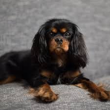 We weren't able to find the right one in the states, so we expanded our search to breeders in england. Do Cavalier King Charles Spaniels Shed Stop My Dog Shedding