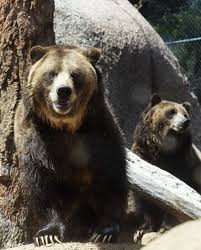 An American Grizzly Bear At The Cheyenne Mountain Zoo In Colorado Springs Colorado Original Image From C Grizzly Bear Cheyenne Mountain Cheyenne Mountain Zoo