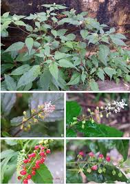 Image result for Petiveriaceae