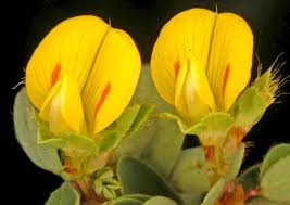 Image result for Smithia