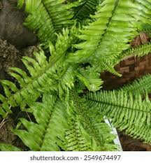 Image result for Lomariopsidaceae