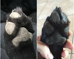 Coconut Oil On Twitter Dog Paws Diy Dog Stuff Dogs