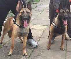 The belgian malinois or belgian shepherd dog is a very intelligent, lively breed excelling in an active family environment, but also is a wonderful. Knpv Dutch Herder X Belgian Malinois Shepherd In Birmingham Dogsandpuppies Co Uk