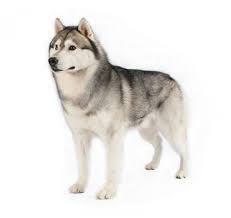 Principales características del husky siberiano. Informacion Sobre La Raza De Perro Husky Siberiano Purina