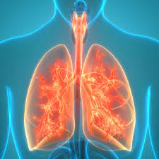 However, in most of the cases the pain is harmless and can be controlled with home remedies. The Bronchi Anatomy Function And Treatment