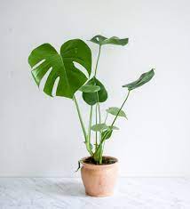 Asked by toshiko may 12, 2020. Our Favorite Houseplants For Midcentury Style Home