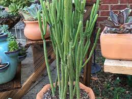 Knowing how to get rid of cactus fungus can help you keep your plants healthy. When Will My Pencil Cactus Come Out Of Dormancy