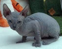 I Think Hairless Can Be Cute Especially When I Can Rub My Face All Over It And Not Die Sweet Animals Animals Cute Animals