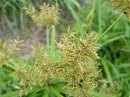 Image result for Pycreus niger