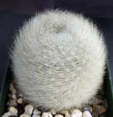 Image result for Barleria albipilosa