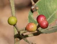 Image result for Grewia mollis