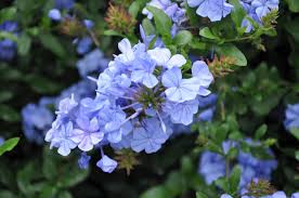 Image result for Plumbago auriculata
