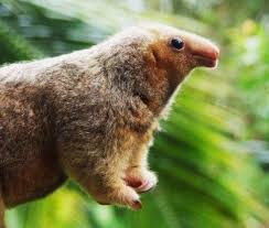 Silky Anteater Tree Silky Anteater Tumblr Cute Animals Unusual Animals Weird Animals