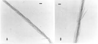 Image result for Pleiotaxis