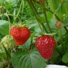We did not find results for: Care And Harvest Of Strawberries Garden Org