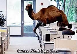 All your memes, gifs & funny pics in one place. Camel Guess What Day It Is Gifs Tenor
