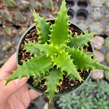 Image result for Aloe cameronii