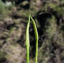 Image result for Ophioglossum thomasii