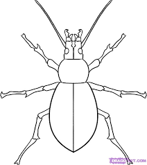Http Imgs Steps Dragoart Com How To Draw A Beetle Step 7 1 000000019043 5 Jpg Animal Drawings Beetle Drawing Guided Drawing