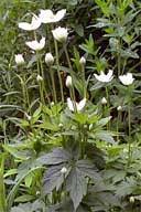 Image result for Aneilema johnstonii