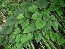 Image result for Dioscorea asteriscus