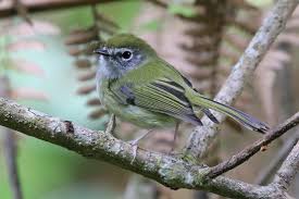 Image result for Dolichos pseudocajanus