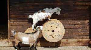 Смотрите видео woman chinese killing goats. Four Goats Killed At Graves Park Animal Farm In Sheffield Bbc News