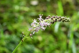 庭木図鑑 植木ペディア