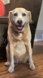 Remembering a beloved dog named Lola