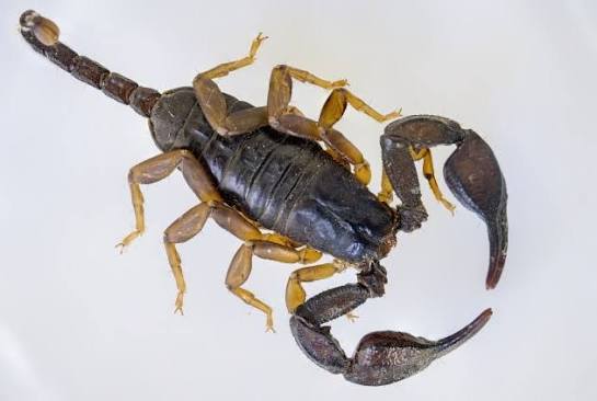 What is a Scorpion? Life Cycle of a Scorpion - Twinkl