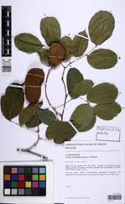 Image result for Crudia