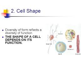 Do plant cells have a fixed shape? The Cell The Basic Unit Of Life Taks