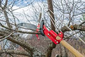 We talk about ph, watering, fertilizing, sunlight, and other general care tips t. How To Grow And Care For Fruiting Cherry Trees Gardener S Path