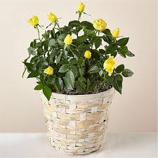 We provide online flower delivery service on the same day and in least possible time at your doorstep. Plant Delivery Order Plants Online For Delivery Ftd