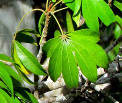 Image result for Oldfieldia