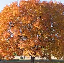 We did not find results for: Chinese Pistache Tree