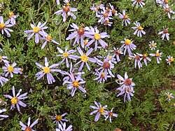 Image result for Pegolettia retrofracta